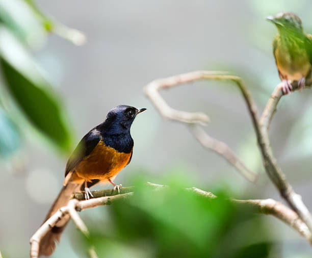 istock Exotic bird - white-rumped shama 508963805
