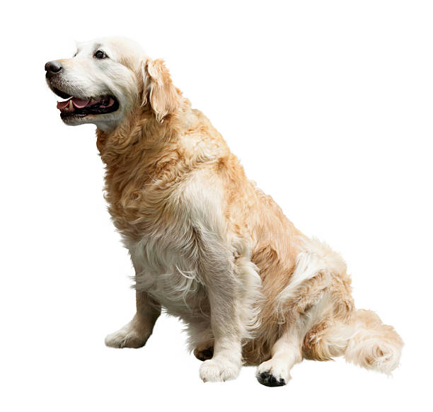 istock Golden Retriever sitting 508964075