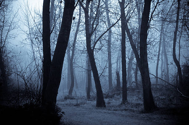 istock Mood Shadows in the Dark Misty Forest 508964152