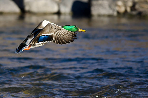 Mallard Duck Flying Low Over the River