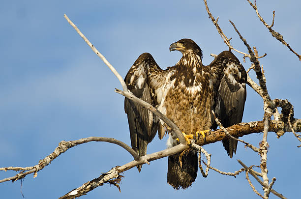 istock Young Bald Eagle Surveying the Area From Barren Tree 508964236