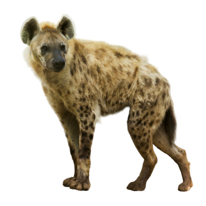 Spotted hyena (Crocuta crocuta). Isolated  over white background