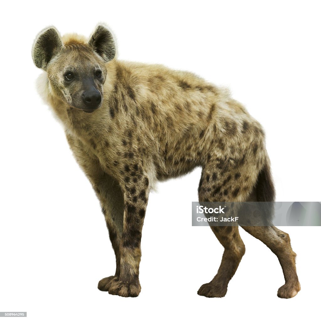 Spotted hyena Spotted hyena (Crocuta crocuta). Isolated  over white background Hyena Stock Photo