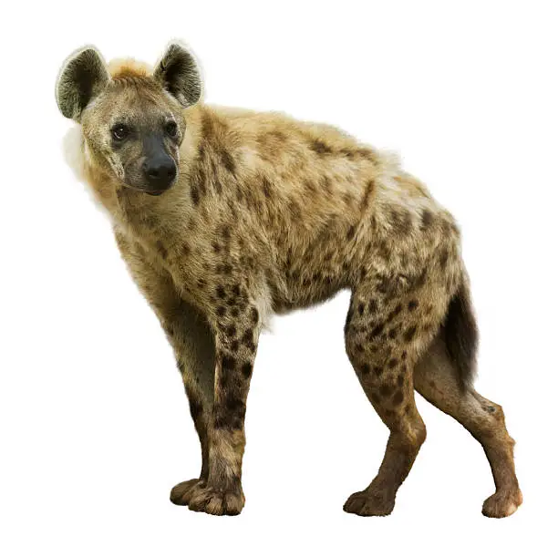 Spotted hyena (Crocuta crocuta). Isolated  over white background