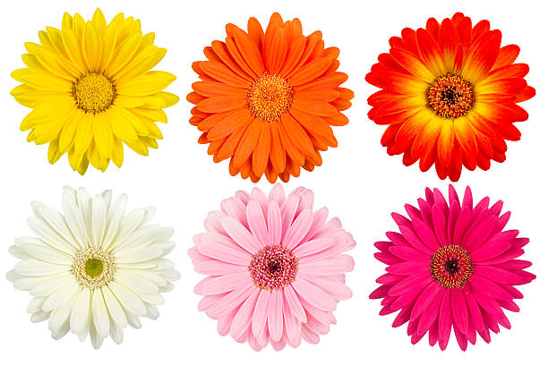 colorful gerbera blossoms stock photo