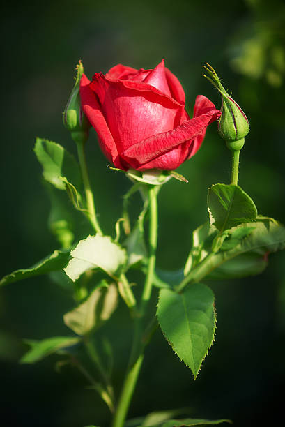istock Pink Rose on the dark background 508964411