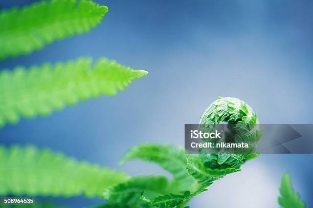 Nascimento Do Jovem Samambaia - Fotografias de stock e mais imagens de Ao Ar Livre - Ao Ar Livre, Azul, Bosque