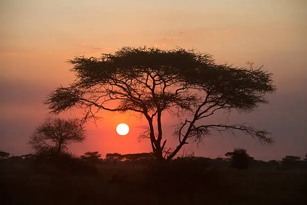 Acacia-tree in the Serengeti Nationalpark Tanzania. Typical scenery for african savanna and landscape. Feeling of  Safari.