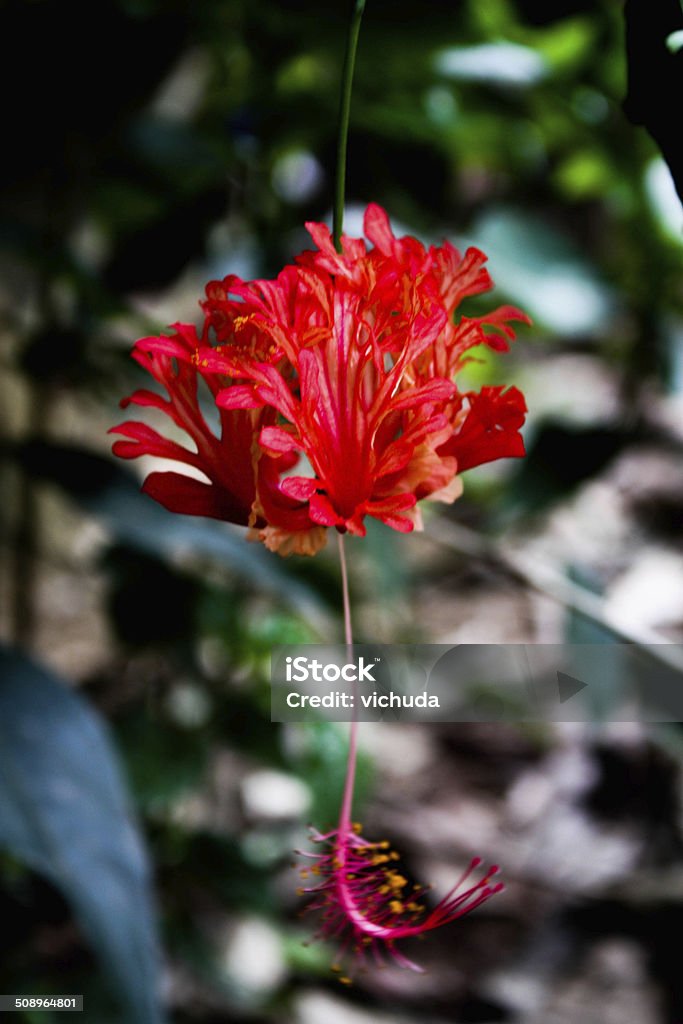 Flores de hibisco ou chinesa - Foto de stock de Amarelo royalty-free