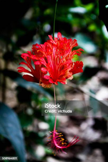 Foto de Flores De Hibisco Ou Chinesa e mais fotos de stock de Amarelo - Amarelo, Beleza, Beleza natural - Natureza