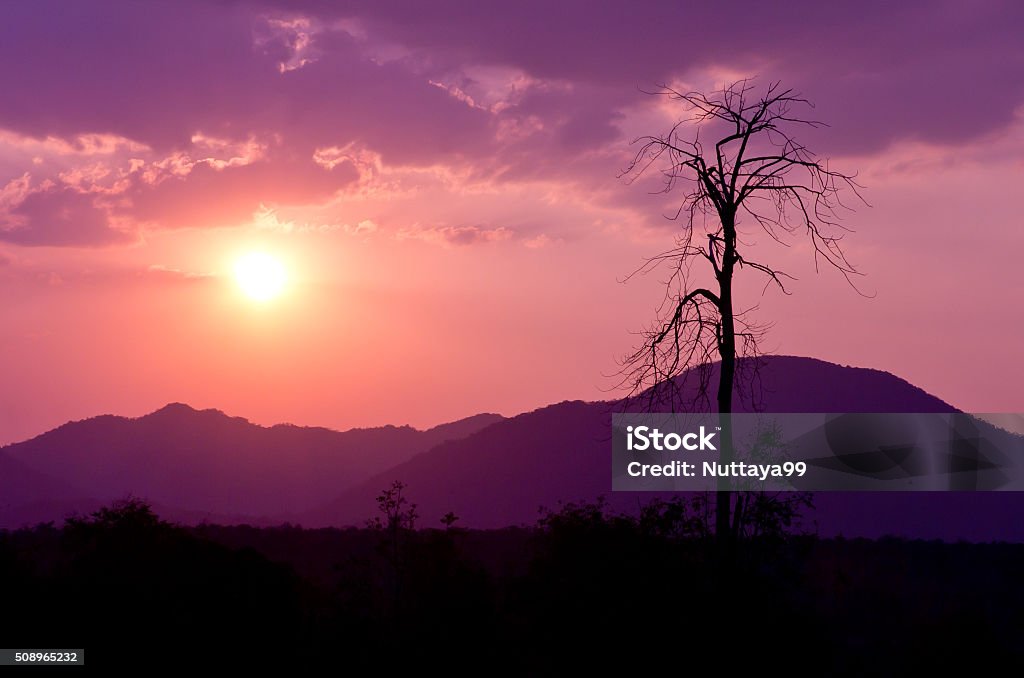 silhouette dried tree silhouette dried tree on a hill in the twilight of rural areas in the Thailand. Agricultural Field Stock Photo