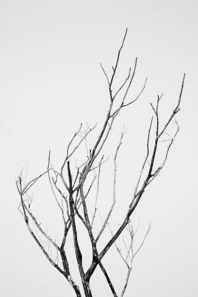 istock Branches of the background black and white 508965239
