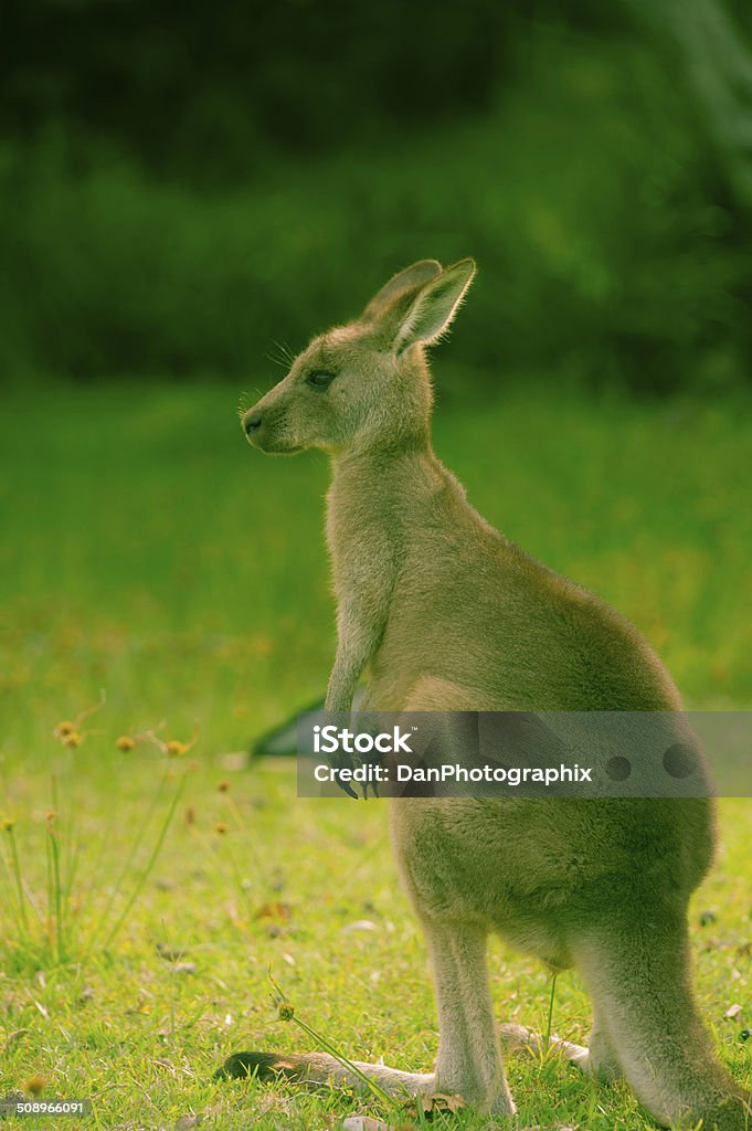 Kangaroo Wild kangaroo Animal Stock Photo