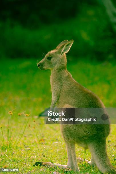 Kangaroo Stock Photo - Download Image Now - Animal, Animal Wildlife, Animals In The Wild