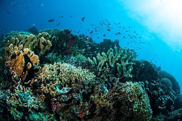 istock Various hard coral reefs in Gorontalo, Indonesia. 508966205