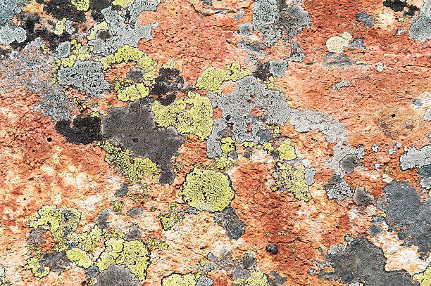 Close shot of yellow and grey map lichen on red rocks. Shot in the Spanish Pyrenees at an altitude of 2600 meters.