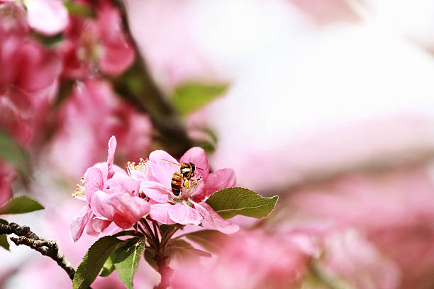 miel abeja y manzano silvestre - bee apple tree flower single flower fotografías e imágenes de stock
