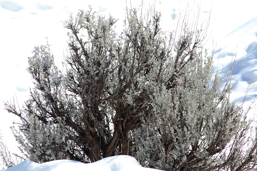 Sagebrush surrounded by snow.