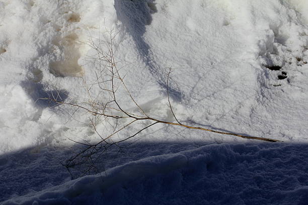 istock Small tumbleweed on snow 508967602