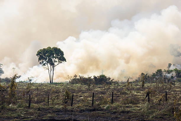 Brazilian Amazonia Burning Amazonia Forest burning to open space for pasture deforestation stock pictures, royalty-free photos & images