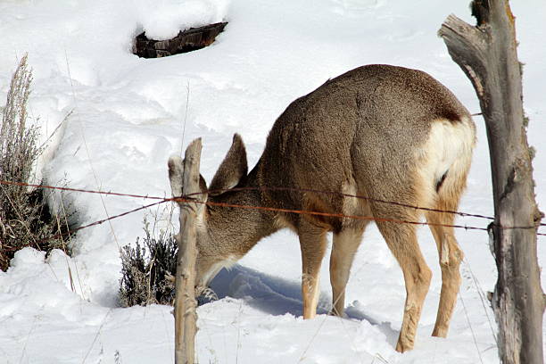 istock Deer eating sagebrush behind fence post 508968540
