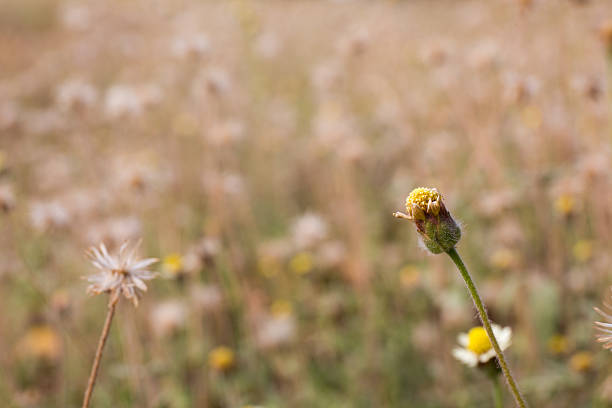 Grassland with wildflowers at Wind Wolves Preserve, Bakersfield, CA.