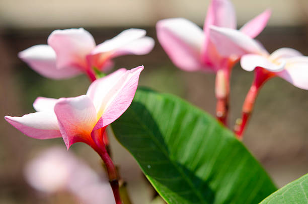 Bella bianco e rosa fiori, LAN Thom fiore, Frangipani, Champa. - foto stock