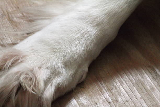 istock White dog's paw on wood 508969534