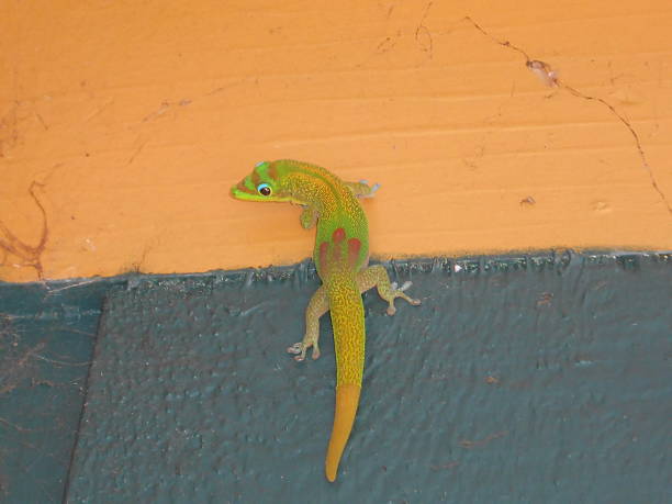 istock Gold Dust Day Gecko (Phelsuma Laticauda) Lizard. 508969804