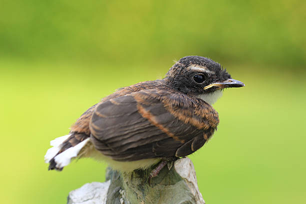 istock Pied Fantail bird from Thailand background 508969838