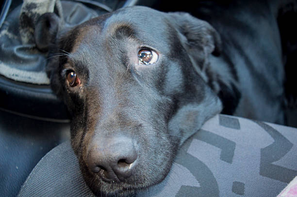 istock Dog in a car 508969990