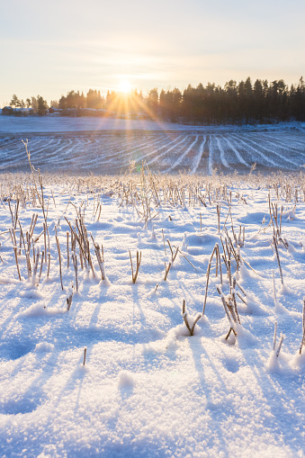 Snowy field at winter sunset