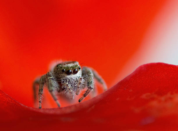 istock The Little Jumping Spider 508970530