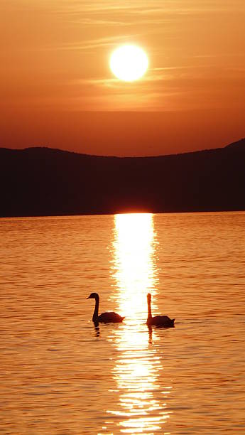 istock Swans in the sunset 509001991