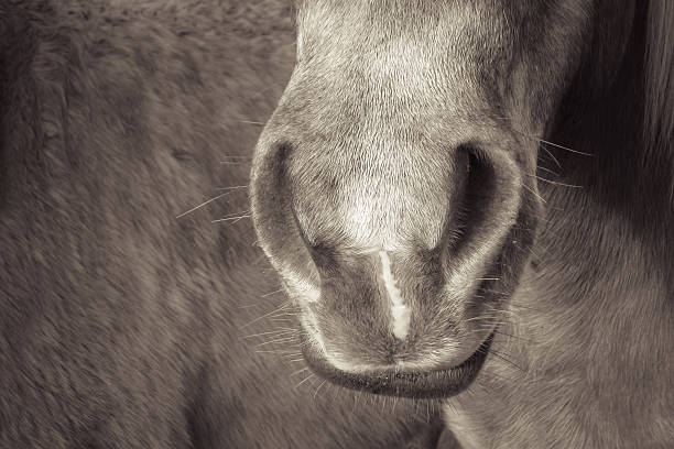 istock horse detail 509002355
