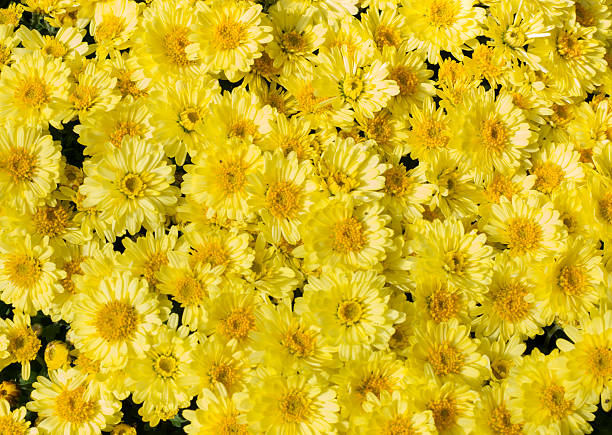 istock Yellow flower bed of asters 509002403