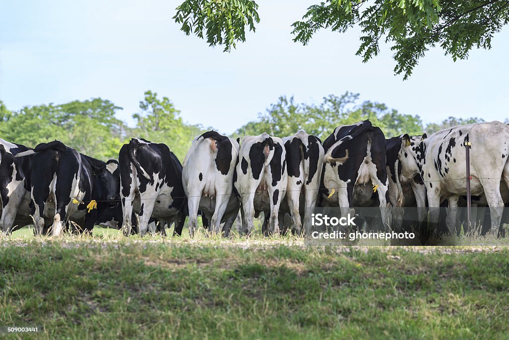 Herde von Milchkühe in der pasture - Lizenzfrei Agrarbetrieb Stock-Foto