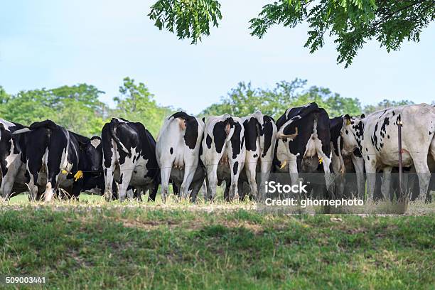 Herde Von Milchkühe In Der Pasture Stockfoto und mehr Bilder von Agrarbetrieb - Agrarbetrieb, Blau, Farbbild