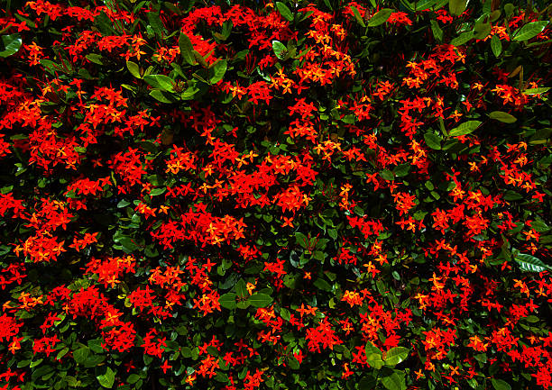 Red Ixora coccinea or West Indian Jasmine Flower