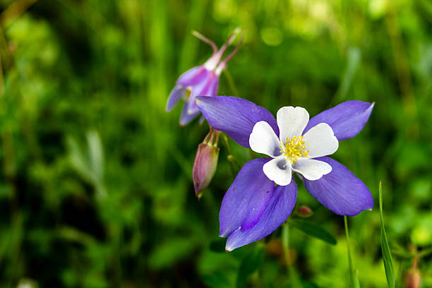istock Blooming Blue Columbine Flowers 509003899
