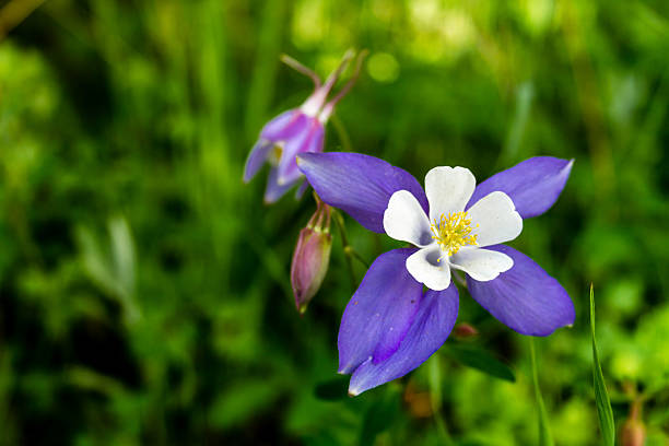 istock Blooming Blue Columbine Flowers 509003911