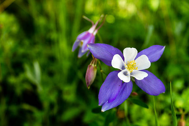 istock Blooming Blue Columbine Flowers 509003919