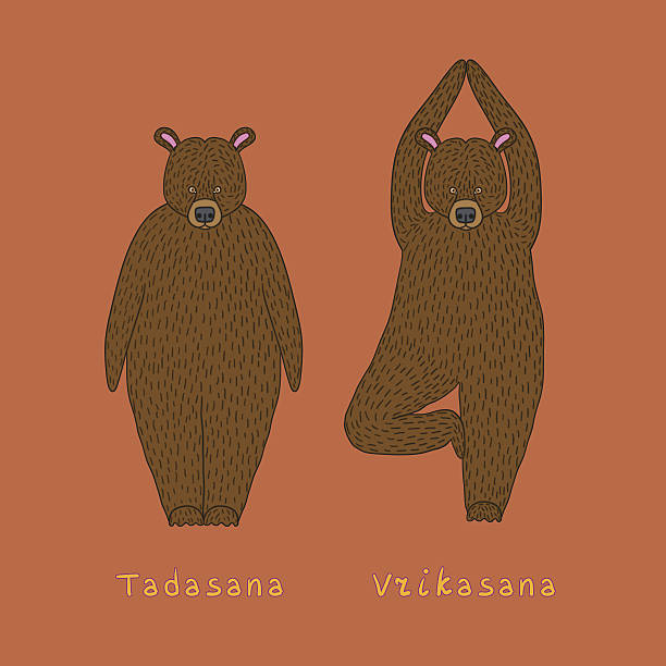 Illustration of two yoga bears Illustration of two yoga bears - tadasana and vrikasana tibetan ethnicity stock illustrations