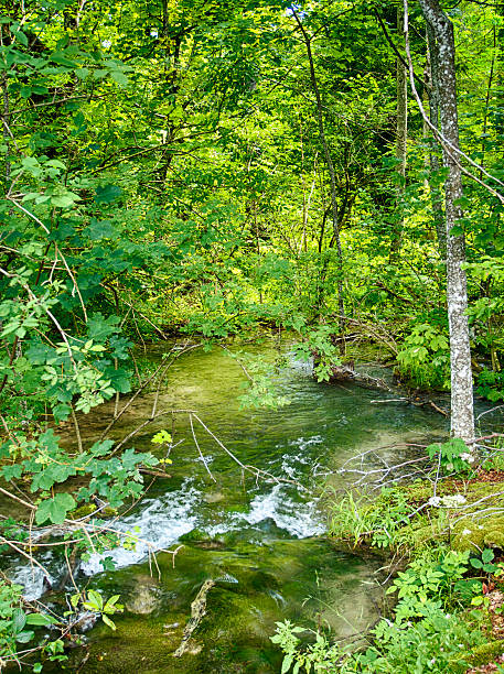 istock Transparent river in Plitvice, Croatia 509004783