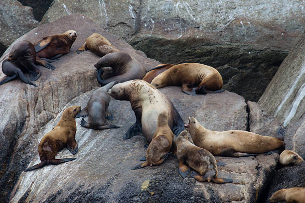 istock Steller sea lions 509004869