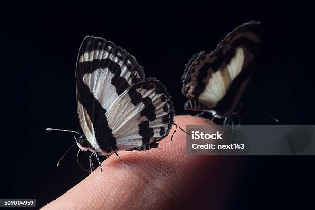 작은가 나비 한 손가락 나비에 대한 스톡 사진 및 기타 이미지 - 나비, 지문, 가장자리