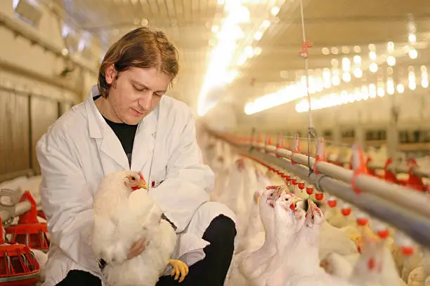 Photo of Veterinarian working on chicken farm