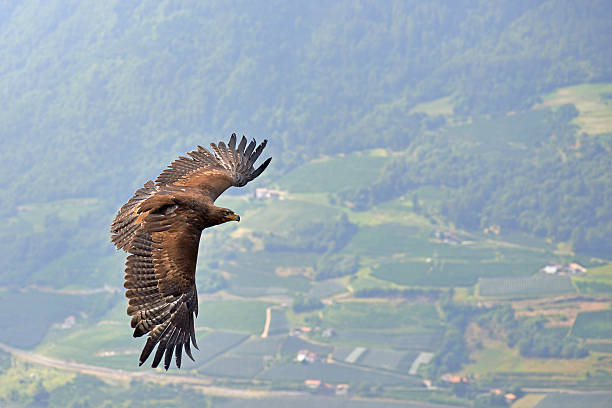 Soaring Bald Eagle stock photo