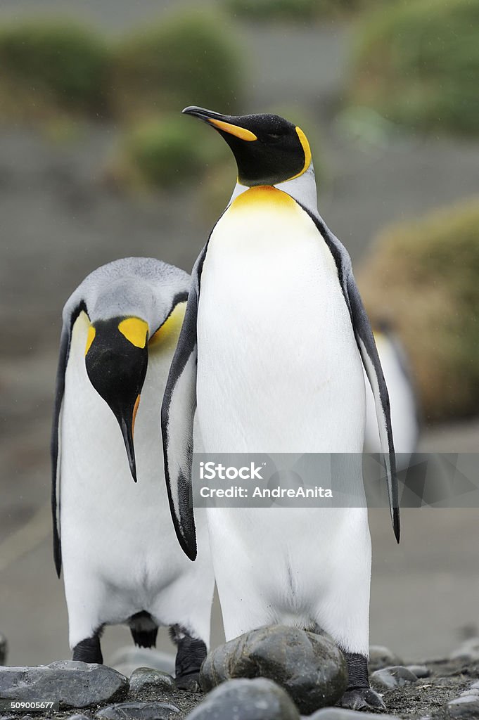 Pinguino reale (Aptenodytes patagonicus - Foto stock royalty-free di Ambientazione esterna