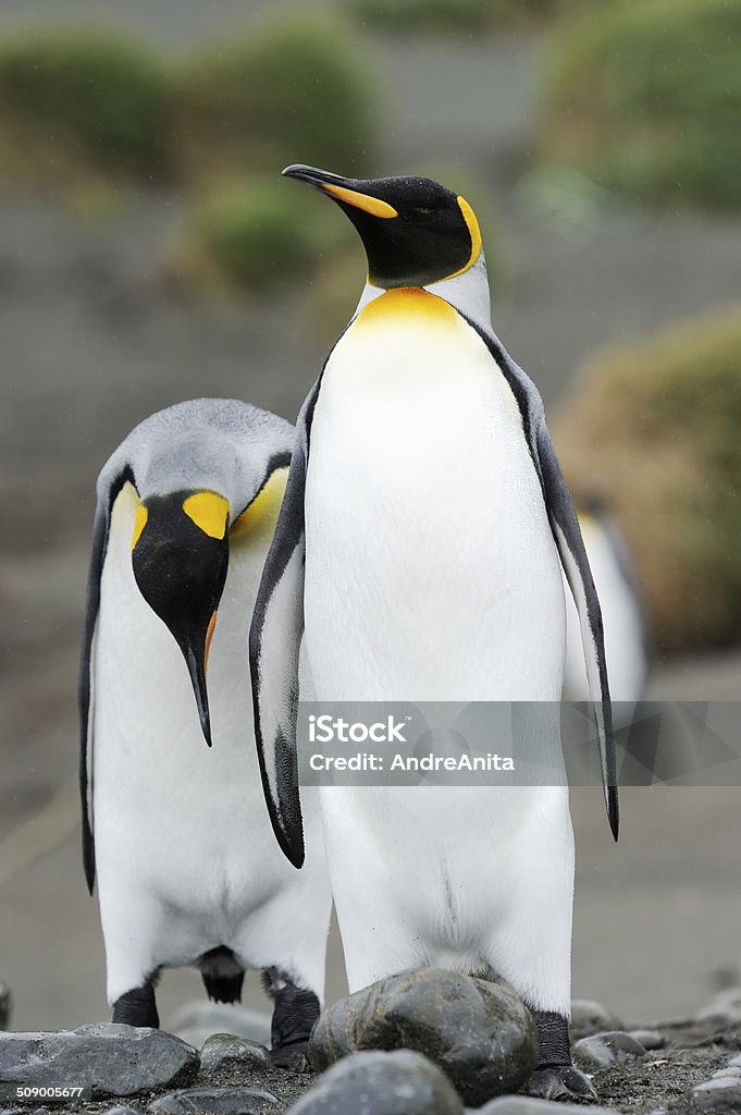 Pinguim-rei (Aptenodytes patagonicus - Foto de stock de Animal royalty-free